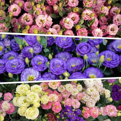 KIGKYO Graines Eustoma, 300/500PCS Graines D'eustoma, Bouquet D'eustoma Semées, En Toutes Saisons et Comme Cadeaux pour Les Amoureux et Les Amis, Facile à Cultiver (300PCS)