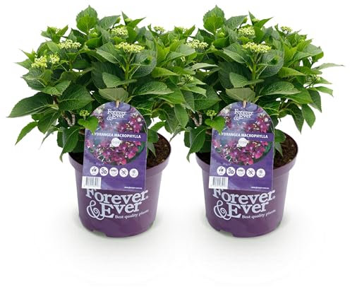 GreenboutiQ - Plante de terrasse - Hortensia - Hydrangea Forever & Ever - Violet - 7-12 Fleurs - 2 Plantes - Pot 23cm Hauteur 55cm