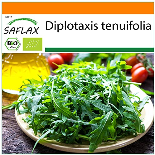 SAFLAX - BIO - Roquette sauvage - 1500 graines - Diplotaxis tenuifolia