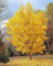 Ginkgo biloba pianta in vaso 9x9 cm h 60/80 cm - Vivaio di Castelletto