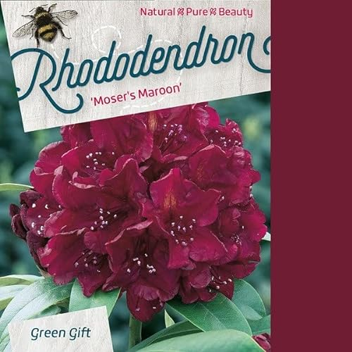 Rhododendron 'Moser's Maroon' 40-50 cm pot | Fleurs rouge sombre, arbuste robuste, parfait massif & mi-ombre