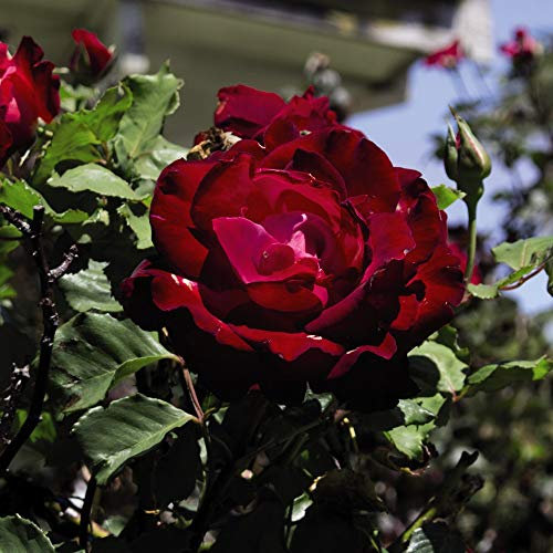 Hybrid Tea Rose Garden Plants Hardy Shrub Garden Plants Easy to Grow Your Own 1 Bare Root by Thompson and Morgan.