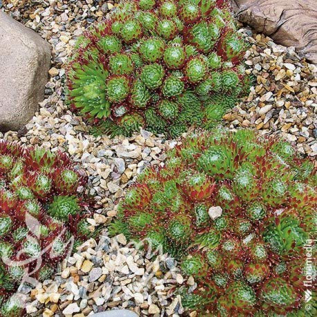 Sempervivum x montanum/Joubarbe fleur rose violet/Godet