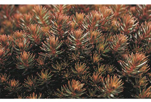 Sedum 'Chocolate Ball', braune Polster-Fetthenne, Sedum reflexum - winterhart, im Topf 12 cm, in Gärtnerqualität von Blumen Eber - 12 cm