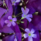 Oxalis Triangularis Tappezzanti Bulbi Perenni Rustici Fiori Da Balcone Piante Esotiche Piante Resistenti In Contenitore Piante Giardino Bulbi A Fioritura Primaverile Fiori Giardino 8 Bulbi Di Oxalis