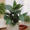 60 semi di pianta di Ficus Elastica verde