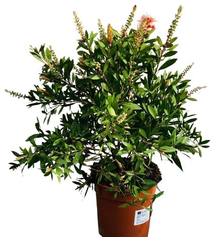 Callistemon Arbusto Natural Planta de Exterior con Hojas Llamativas