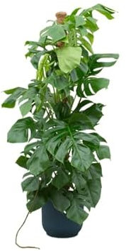 Monstera Pertusum – Fensterblatt – ca. 150cm hoch – Ø30cm – Inkl. Pflanztopf Vibes Fold Rund Blau – Exotische Zimmerpflanze mit großen Blättern – Tropische Grünpflanze