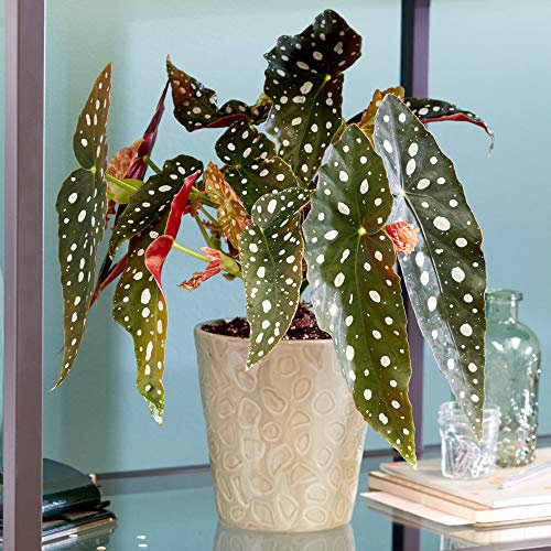 Spotted Begonia Maculata | Popular Indoor Houseplant | 15-30cm in Growers Pot
