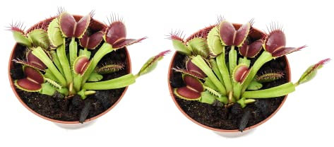 Plantas Naturales Que Comen Moscas y Mosquitos Set 2 Venus Dionaea Muscipula