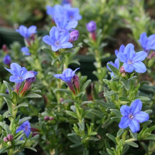 Lithodora diffusa 'Heavenly Blue' - Hardy Ground Cover with Bright Royal Blue Flowers | Evergreen, Low-Growing, RHS AGM Winner - 1x 9cm Potted Plant by Thompson & Morgan