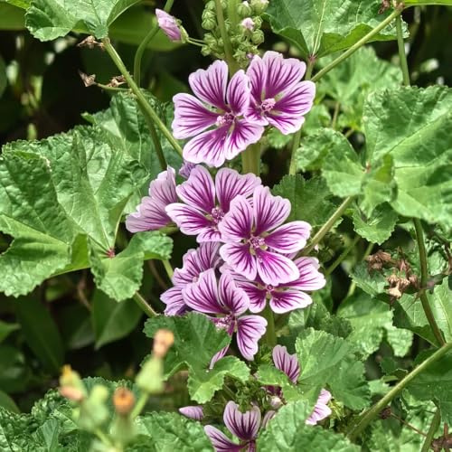semillas de malva, resistente balcón variedades antiguas jardín 250pcs