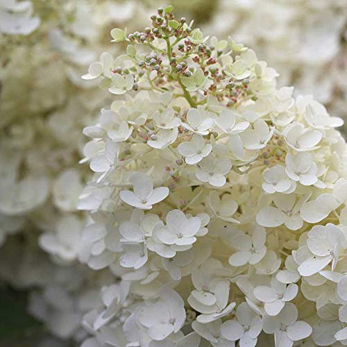 Hydrangea paniculata Grandiflora Hardy Weatherproof deciduous Shrub 1x 9cm Potted Plant by Thompson and Morgan (1)