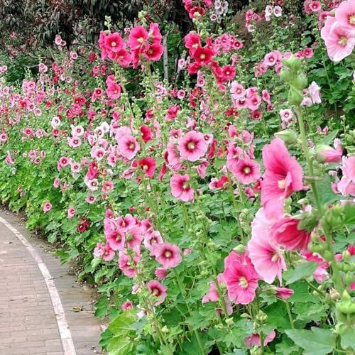 1200 pcs stockrosen samen, stockrose, samen balkon, samen winterhart sommerblumen samen, nachhaltige geschenke für frauen pflanzen für balkon, blumengeschenk frühblüher pflanzen,