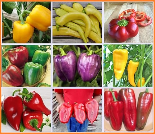 Paprika Snackpaprika Spitzpaprika Peperoni Paprikasamen Saatgut 9 Sorten Set Samenfest ungewöhnliche Formen und Farben