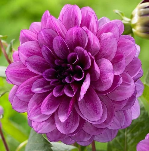 Votaniki Dahlia Blue Boy Bulbs - Stunning Blue Flowers for Your Garden - for Spring Planting | Perfect for Cutting and Landscaping (4 Pack)