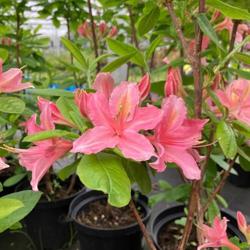 semillas de rododendro, balcón con cama elevada, jardín resistentes azalea, perennes. 40pcs