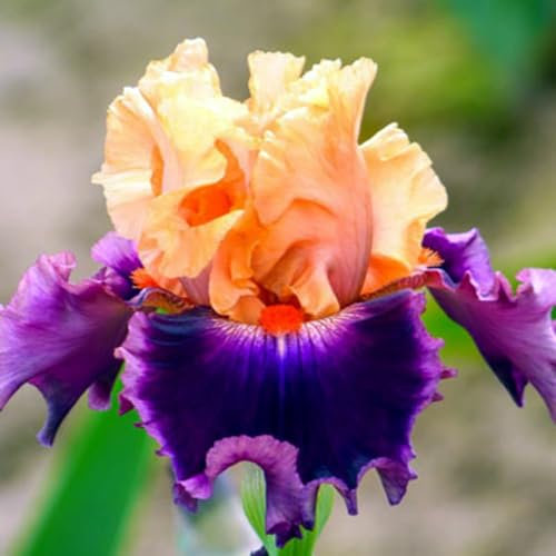 Iris UK Now Perennial Strong Plants That Grow Well Bulbs for Planting Now UK Mix Golden Jade Carving Feels Perfect