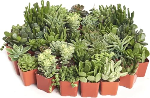DECOALIVE Pack de Crasas y Suculentas – Plantas Vivas y Exóticas Gran Diversidad