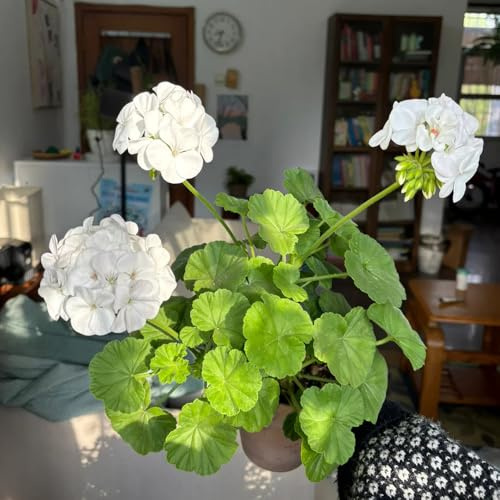 geraniensamen winterharte deko balkon pelargonium geranien hängend blumenwiese mehrjährig schattenpflanzen 40pcs
