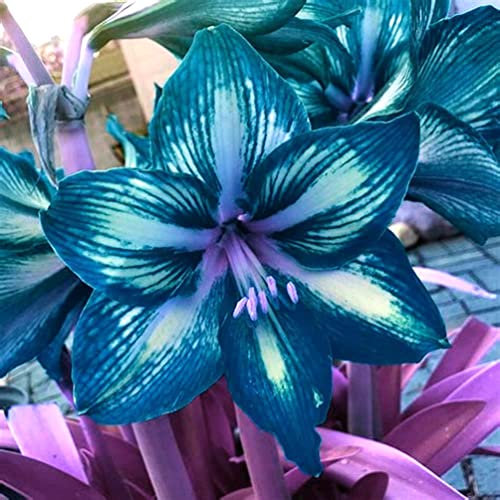 Amaryllis Bulbi, Hippeastrum, Bulbi di Amaryllis, Piante in vaso da interno,decorazione del giardino