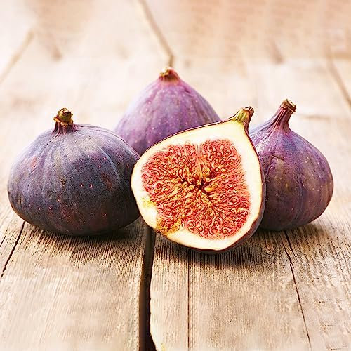 50 Pcs Feigenbaum Winterhart Samen (Ficus carica) Obstbaum, Balkon Feigenbaum Kaufen Zimmerpflanze, Nachhaltige Geschenke Für Frauen Bonsaibaum Echt, Hochbeete Für Garten Extrem Winterharte