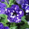 200 pezzi di semi di Fiori Petunie 'Night Sky Blue'