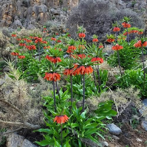 kaiserkronenknollen - Fritillaria - topfpflanzen balkonblumen blumengarten gartendeko für draußen zwiebelblumen seltene gewächshaus balkon balkongewächshäuser balkonpflanzen 10pcs