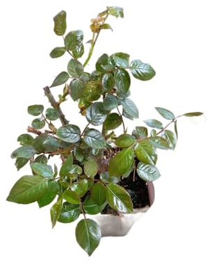 Planta de Rosas Arbustivas – Rosal Rosa Vivio Para Exterior e Interior