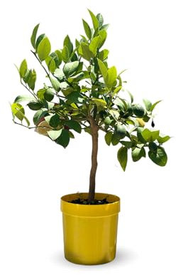 Attitude Jardin - Citronnier Meyer - Citrus meyeri - agrume méditerranéen - Arbre fruitier - 75-85 cm - ⌀ 22 cm