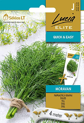 Lucia Elite | ANETO MORAVAN Semi | Semi di ortaggi | Semi di aneto | Semi di piante | Semi da giardino | 1 pacchetto