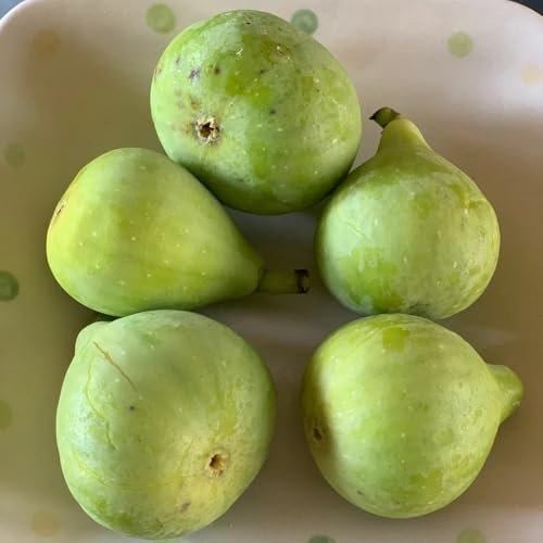 feigenbaum winterhart samen - saatgut alte sorten,gartensamen feigenbaum kaufen samen obst,bonsai samen säulenobstbäume,nachhaltige geschenke zimmerpflanzen,garten geschenke für frauen 400pcs