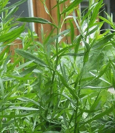 Seeds Heerloom Non GMO Dragoncello 50 seeds : Seeds Only