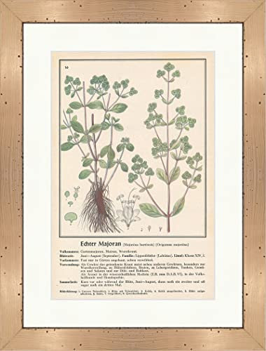 Biller Antik Marjolaine 166 hortensis Plantes médicinales encadrées