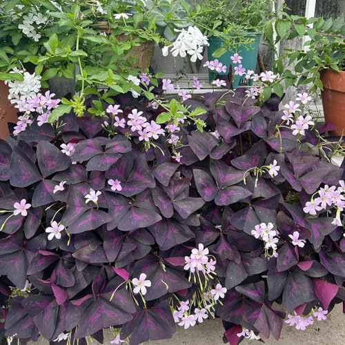 10 piezas Bulbos de Oxalis triangularis, Decoración floral, regalo de jardín de hierbas, bulbo de flor Plantas de jardín modernas para la decoración de la sala de estar. flores para