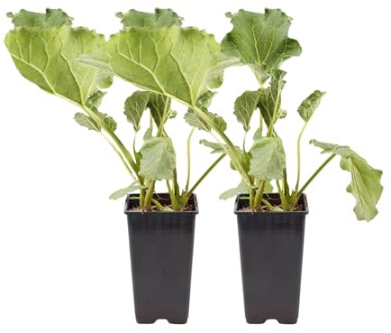 Plant in a Box - Ruibarbo - Set de 2 - Rheum rhabarbarum - Altura 50-60cm - Maceta 15cm - Planta perenne de exterior - Tallos comestibles