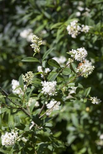 Liguster 'Ligustrum ovalifolium' - Immergrüner Heckenpflanze, 150-175 cm, Pflegeleicht & Schnittverträglich