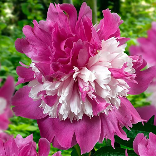 Piante Vere da Esterno - 1 Peonia Pianta Vera Striped Passion - Perenni - Piante e Fiori Esclusivi dall'Olanda - per giardino, vasi e balcone (non semi, non bulbi, non artificiali)