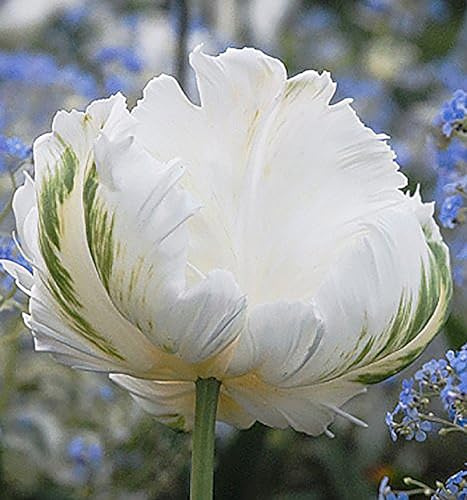 5 White Parrot Tulip Bulbs - Spring Bulbs