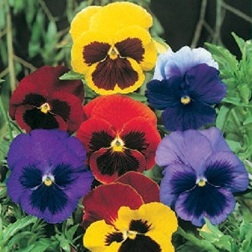 Viola del pensiero gigante svizzera, 100 semi