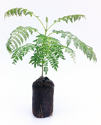 Live Blue Jacaranda Tree Seedling Starter Plug 3-6+ Inches Jacaranda mimoisaefolia