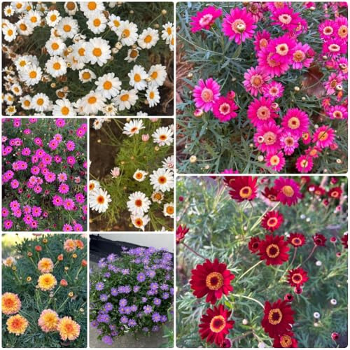 semillas de margarita, Argyranthemum frutescens, semillas de silvestres exóticas 50pcs