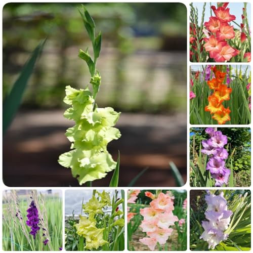 22 pcs gladiolen zwiebeln winterhart mehrjährig geschenk für,Gladiolus, blumenzwiebel balkon pflanze pflanzenkübel hydrokultur pflanzen bienen geschenk blumenzwiebeln