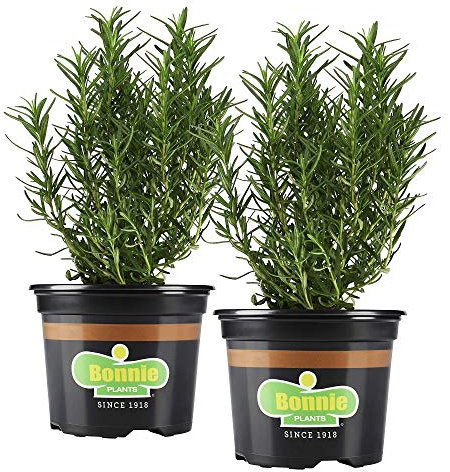 Kit de 2 Plantas de Romero Naturales en Maceta 10cm Plantas Aromáticas