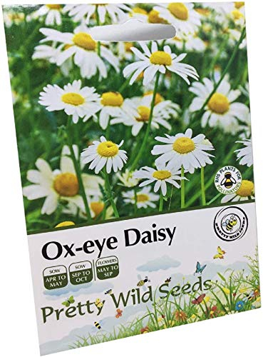 Ox-Eye Daisy Seed Packet Contains Leucanthemum Vulgare Wildflower Seeds
