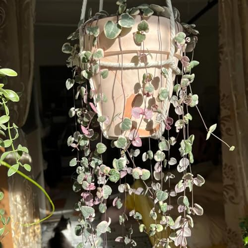 100 pcs Ceropegia woodii Samen, exotische pflanzen samen Leuchterblume Samen, pflanztopf bäume garten winterhart blumensamen gastgeschenk deko wohnzimmer modern bienenwiese saatgut