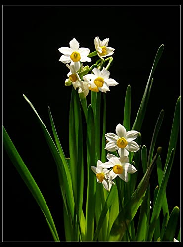 Narcisi narcisi piantare bulbi di narcisi adatti per piantare in vaso o in giardino Seeds ONLY