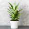 1 x Sansevieria Tough Lady - Schlangenpflanze | Ideal getopfte Pflanze für Zuhause oder das Büro