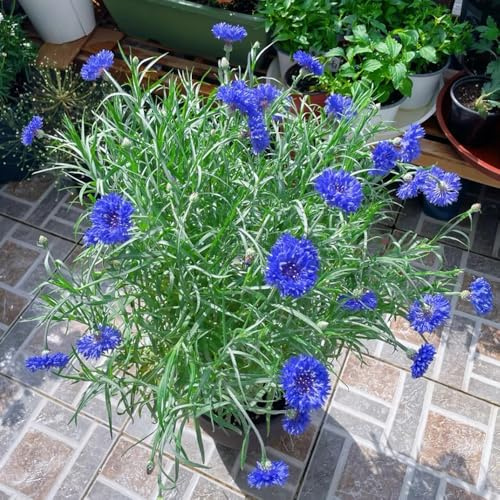 Semi di fiordaliso perenni resistenti, seminare vecchie varietà Centaurea cyanus, resistenti per balconi di selvatici, selvatici esotici da giardino 800pcs