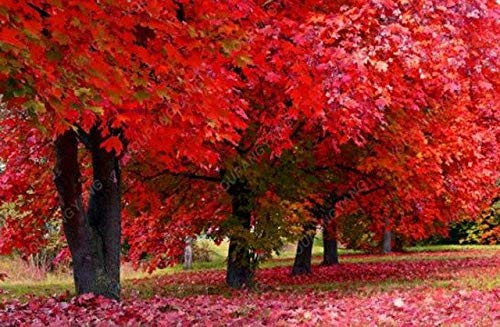 Casavidas Lot de 50 plantes d'érable rouge américain - Plantes d'érable - Plantes d'érable - Plantes d'arbres faciles à pousser : rouge